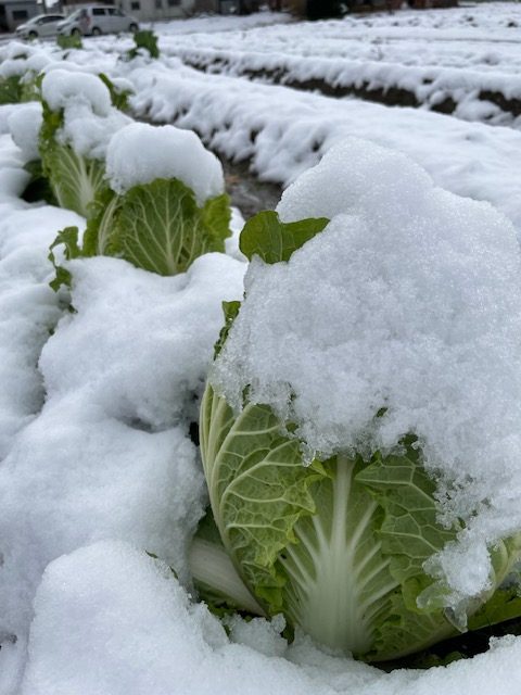 初雪に覆われた白菜