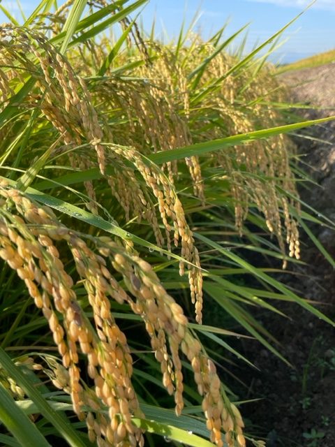 稲刈り間近な「嘉六田」の稲。朝露を一杯蓄えています。