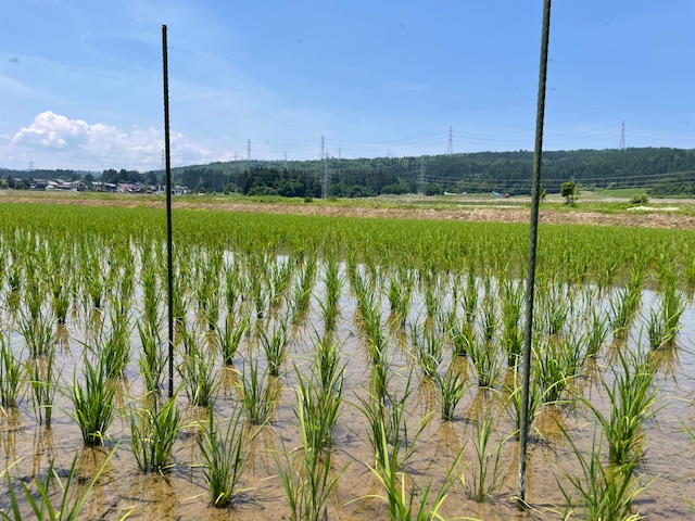 稲の草丈と茎数