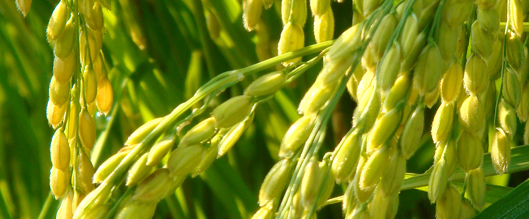 稲の画像